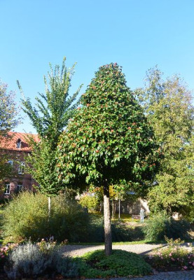Rubaum1.JPG