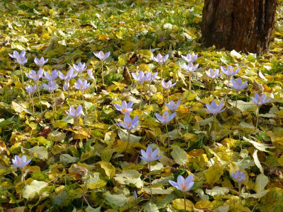 2015-11-01 Gartenimpressionen 1.jpg