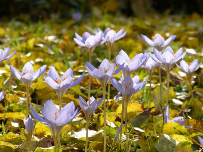 2015-11-01 Gartenimpressionen 2.jpg