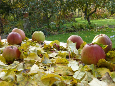 2015-11-01 Gartenimpressionen 3.jpg