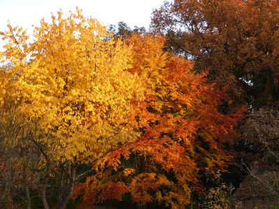2015-11-01 Garteneinblick 4.jpg