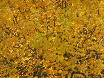 2015-11-01 Liriodendron tulipifera.jpg