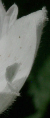 06030043_eAnemone_rivularis_var_rivularis_Detail.JPG