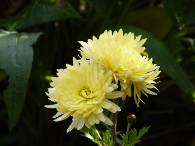 2015-11-01 Chrysanthemum 'Erntekranz'.jpg