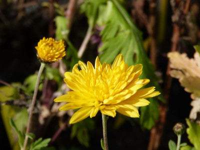 2015-11-01 Chrysanthemum 'Frederike'.jpg