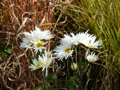 2015-11-01 Chrysanthemum 'Havelschwan'.jpg