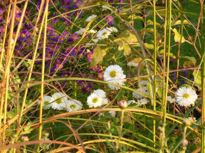 2015-11-01 Chrysanthemum 'Poesie'.jpg
