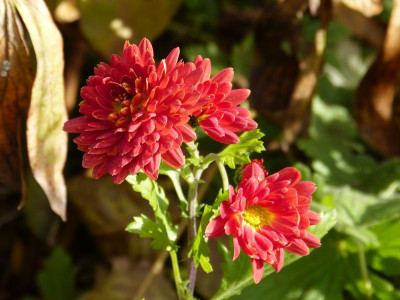 2015-11-01 Chrysanthemum 'Rumpelstilzchen'.jpg
