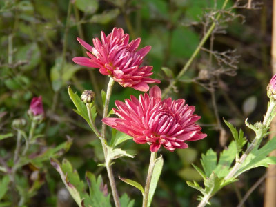 2015-11-01 Chrysanthemum 'Schweizerland Bronze'.jpg