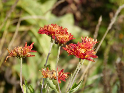 2015-11-01 Chrysanthemum 'Lübeck'.jpg