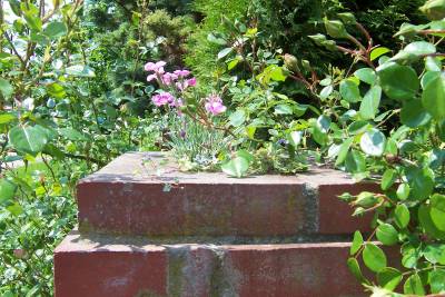 Dianthus_auf_der_Mauer.jpg