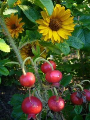 Rosa_rugosa_Helianthus.jpg