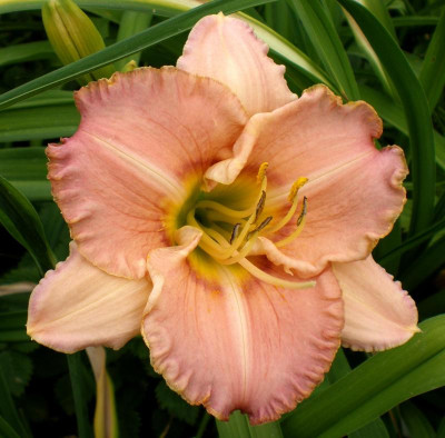 Säml 10-024 Ed Brown x Cherry Valentine.jpg