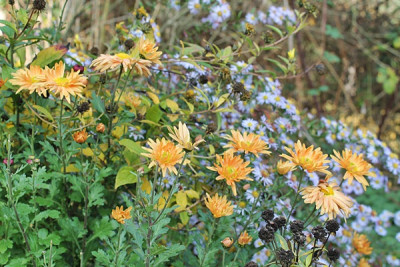Chrysanthemum Aster.JPG