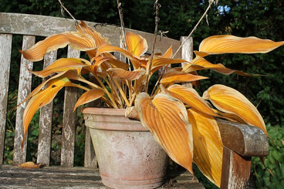 Hosta Mourning Dove.JPG