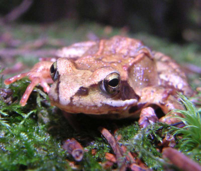 Frosch1.jpg