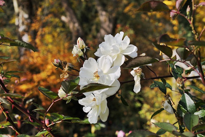 rose moonlightnov15.JPG