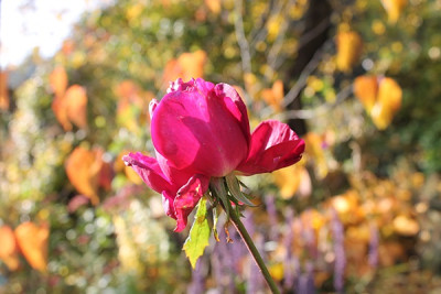 rose big purple nov15.JPG