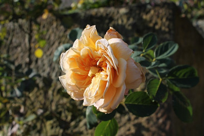 rose tea clipper nov15.JPG