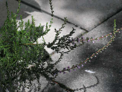 unbek-0005.jpg