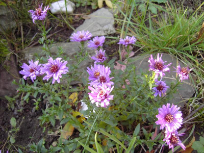 PICT0824.JPG