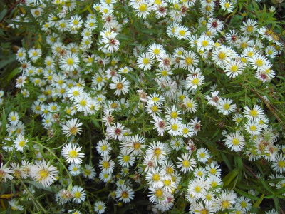 PICT0825.JPG