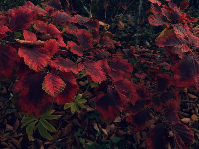 hamamelis_amethyst_20151101_zg.jpg
