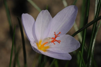 Crocus tournefortii ex Kithnos 20151031.jpg