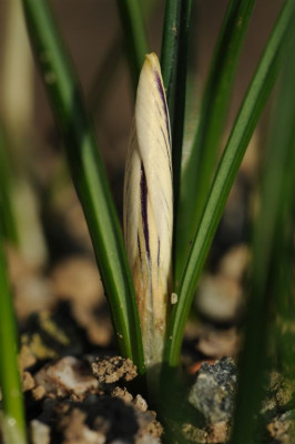 Crocus laevigatus ex Neapoli oben 20151031 (2).jpg