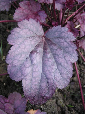 heuchera_cimi.jpg