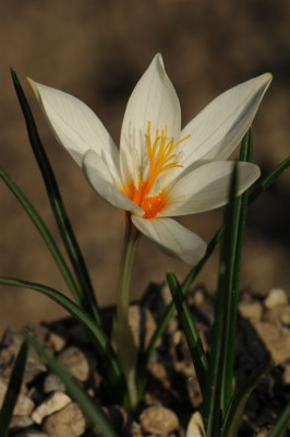Crocus laevigatus ex Neapoli oben 20151031 (1).jpg