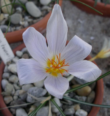 Crocus tournefortii 02.11.15.JPG