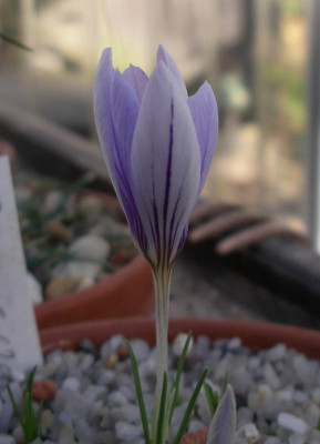 Crocus wattiorum 02.11.15.JPG