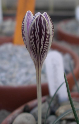 Crocus cambessedesii a 02.11.15.JPG
