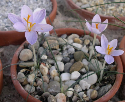 Crocus cambessedesii b 02.11.15.JPG