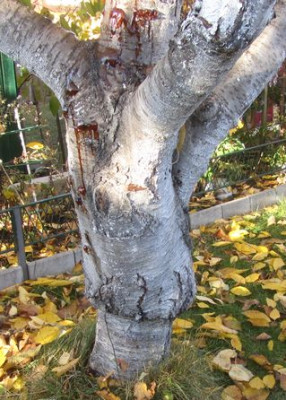 Kirsche-kropf.jpg