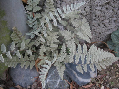 Cheilanthes eatonii s.f.  ...  2.11.15 021.jpg