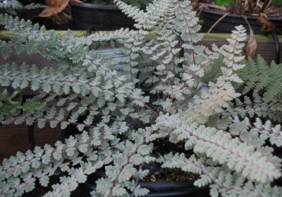 Cheilanthes yatskievychiana  ...  2.11.15 011.jpg