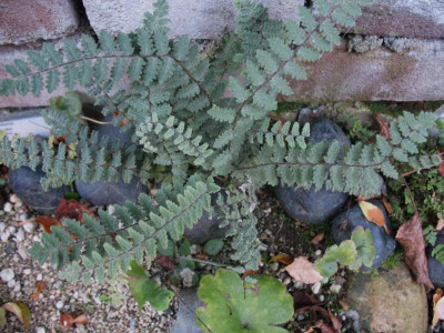 Cheilanthes bonariensis ...  2.11.15 029.jpg