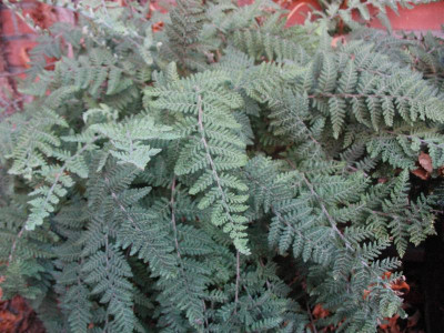 Cheilanthes woottonii   ...  2.11.15 023.jpg