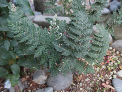 Cheilanthes eckloniana  ...   2.11.15 062.jpg