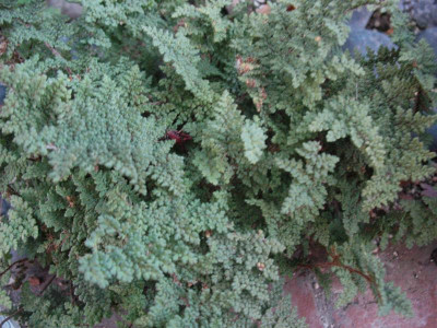 Cheilanthes fendleri ... 2.11.15 032.jpg