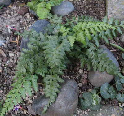 Asplenium adiantum -nigrum ssp. a.-n  ...  2.11.15 041.jpg