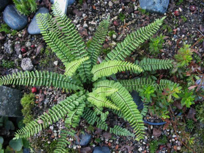 Asplenium monanthes ...   2.11.15 038.jpg