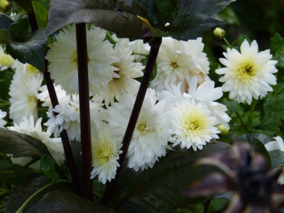 2014-10-18 Chrysanthemum 'Kleiner Eisbär'.jpg