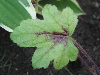 heucherella_kimono.jpg