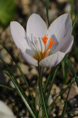 Crocus boryi x laevigatus 20151012.jpg