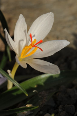 Crocus pallasii albus ex Chios  20151102.jpg