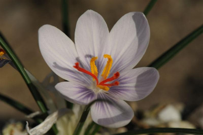 Crocus cartwrightianus  ex Siros 20151102 (1).jpg