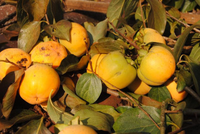 oktober 099.jpg